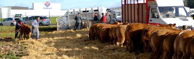 foire foirail marché veau primé sobeval boulazac veau fermier veau de lait sous la mère