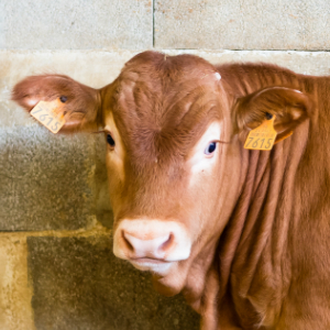 Veau fermier veau de lait sous la mère sobeval boulazac viande blanche
